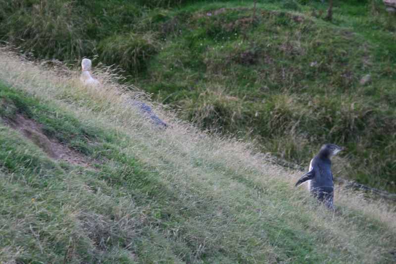 Nieuw-Zeeland 2011 - 2038